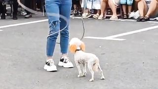 Dog ???? Rope Jumping Video.