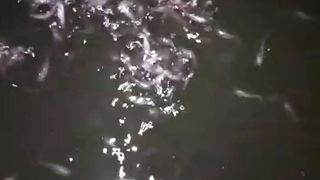 pembenihan lele adalah segmen paling menguntungkan dalam budidaya ikan lele