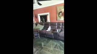 Try Not To Laugh With These Funny Pets ???????? - Funniest Animal