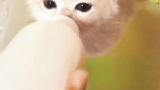 funny cat mood booster ????
