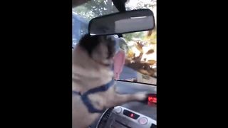 Funny Animal Videos 2023 ???? - Funniest Cats And Dogs Video ???? 5