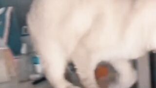 Adorable cute cat 2