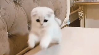 funny cat ???? 2