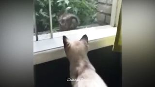Essayer De Ne Pas Rire ???? Meilleurs Chats et Chiens Drôles ???????? 14