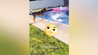 Essayez de ne pas rire ???? Les vidéos les plus drôles de chats et de chiens ????????