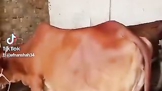 Red cow #febspotviral