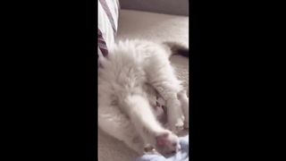 when cute cat wake up in the morning.