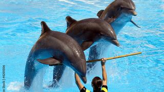 Magical water games with dolphins