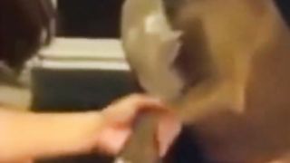 Dog video 4