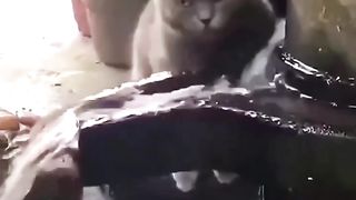 kumpulan kucing ngelag