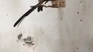 my tre to pakistan 106
