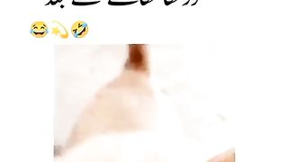 Funny dog 33