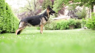 german shepherd Lexus aj