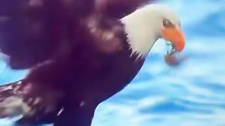 Eagle so sad video Best video amazing video ❤viral video ❤