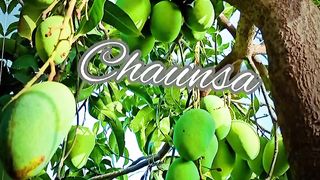 Beatifull mangoes