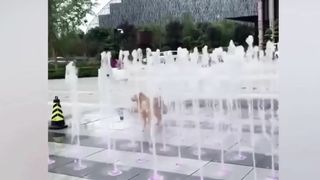 FUNNY Cat Videos/ Best Funny Animal Videos