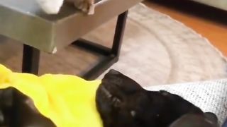 Funny animals 94