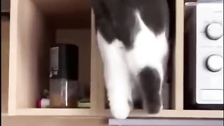 Funny animal 38