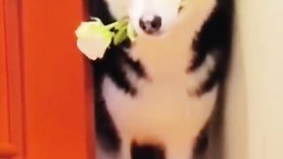 Funny animal 39