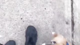 Funny animal 40