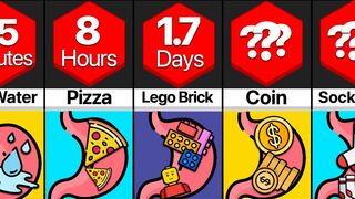 Comparison: How Long To Digest __?