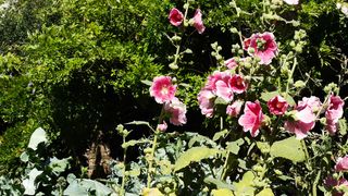 Awasome Flower