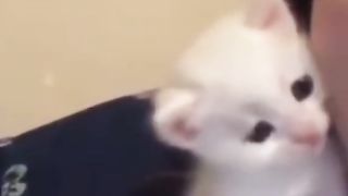 Funny animal 42