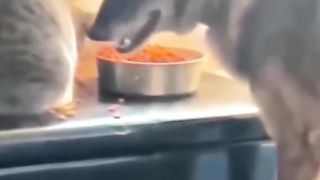 Funny animal 43