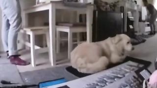 Funny animal 45