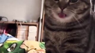 Funny animal 46