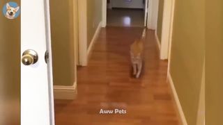 1 Hour Of Funniest Animals - Funniest Cats and Dogs ???????? #12 |Aww Pets