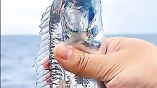 سمكة سيف. شارف جسدها أن يكون مرآة.