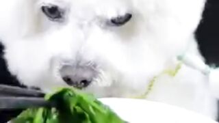 Cute animals dog, monkey and lizard