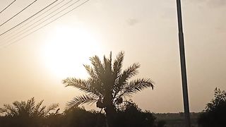 Desert life