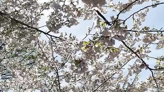 Cherry blossom
