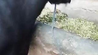 Jdvdh