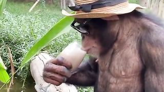 The Funny Moments Of Monkeys ???? Funniest Animals Video