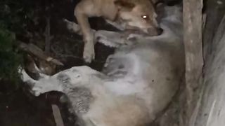 Dog is saving the life of other dog ???????? #viral #trending #subscribe