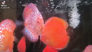 Ikan hias discus