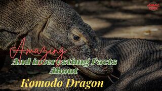 Amazing And Interesting facts About KOMODO DRAGON