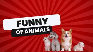 Funny Animals Videos 2023