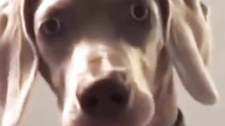 These funny dogs are going to make me die of laughter ????????