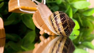 The Snails