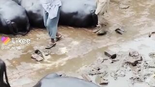 Enjoy rain during work Village life