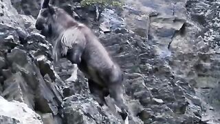 forest animal Markhor