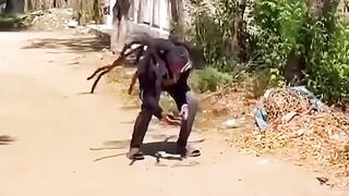 Spider prank fake