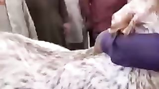 Animal with humanity