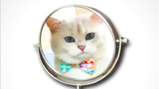 Kucing imut ber-Sholawat Yasir Lana
