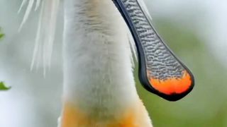 White Spoonbill