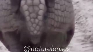 ARMADILLO LIZARD| THE LIVING DRAGON